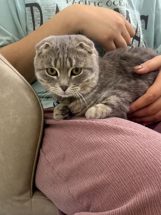 Кошка шотланский веслоухий