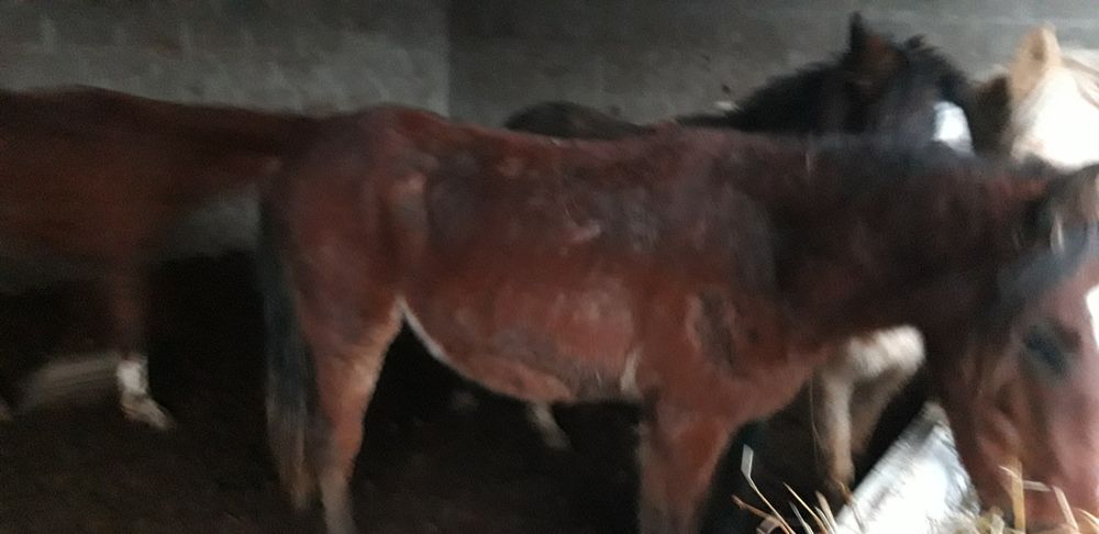 Продам лошадей молодняк!