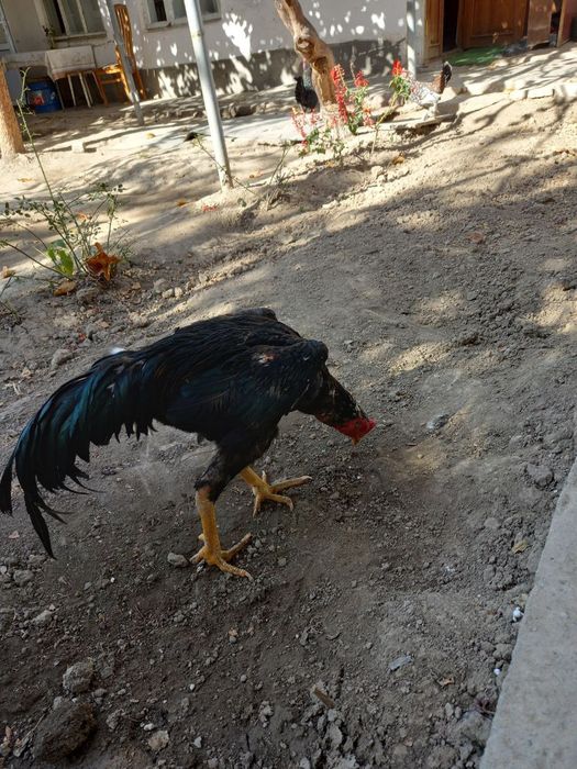 Dakan xoroz sotiladi