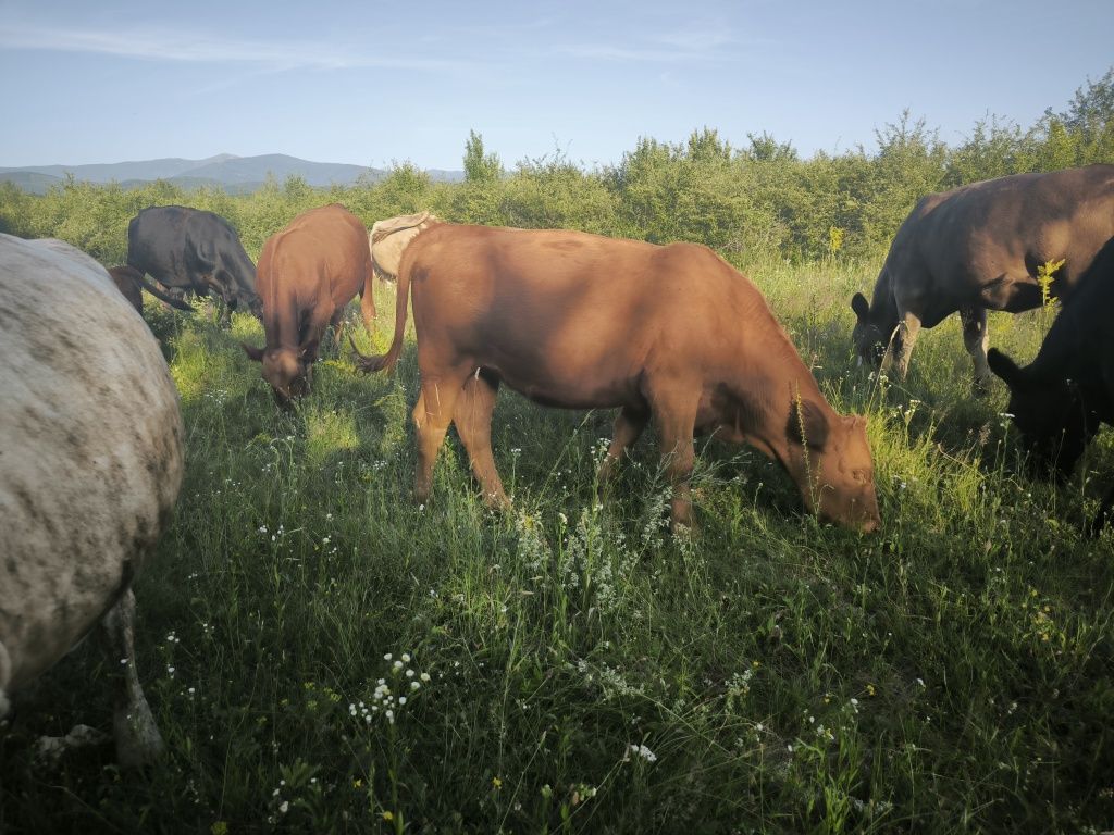 Vitele Angus si metis 1 an -1an jum