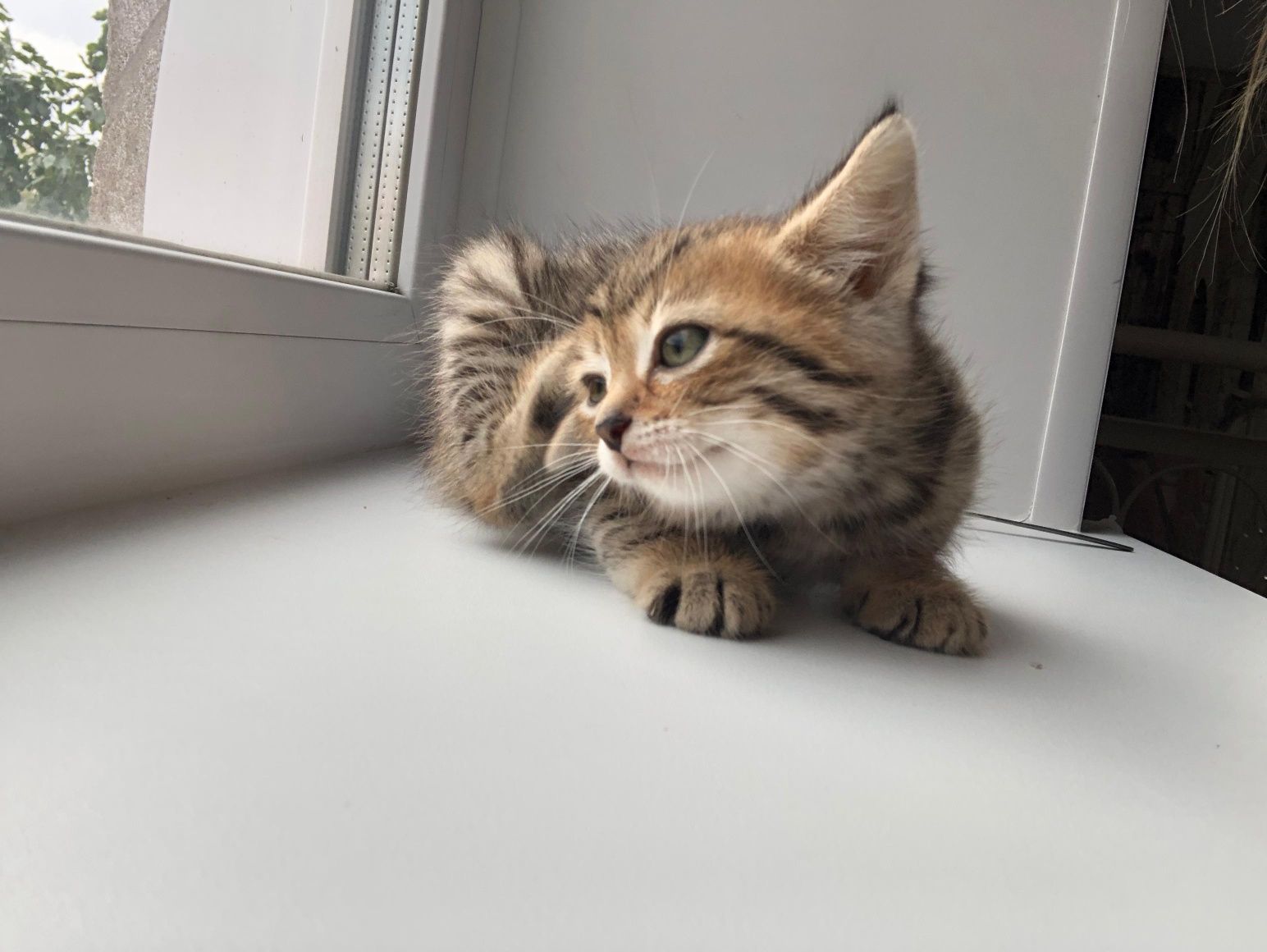 Красивые котята 1,5мес