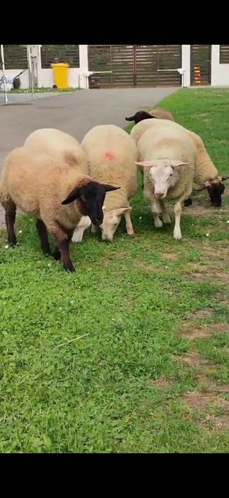 Berbecut Texel anul 2025