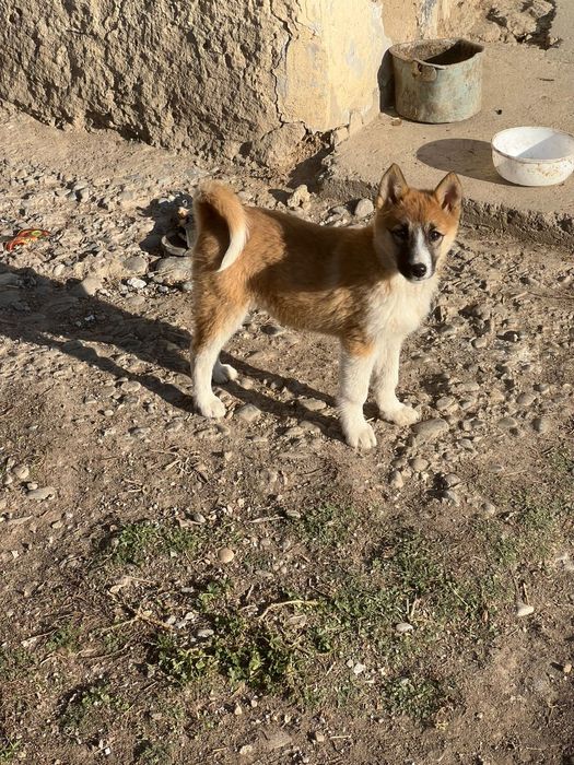 Продам шенка ЗСЛ и ВСЛ лайка