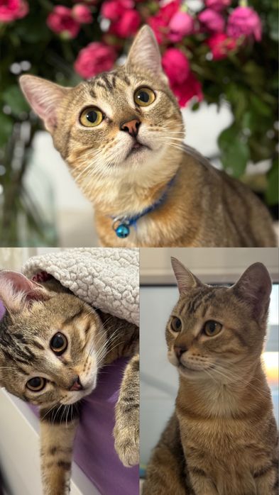 Отдам в добрые руки в Астане