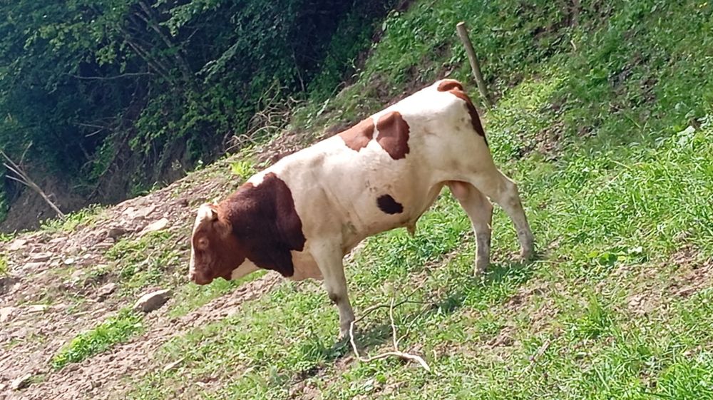 Taur de vânzare .
