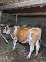 Vand vaca româneasca originală