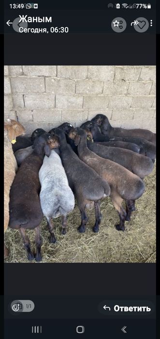 Қой сатылыды семіз