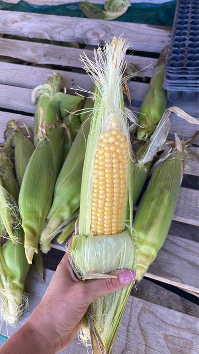 Vand porumbi de fiert