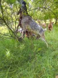 Кози с/без ярета и англонубийски козли за разплод