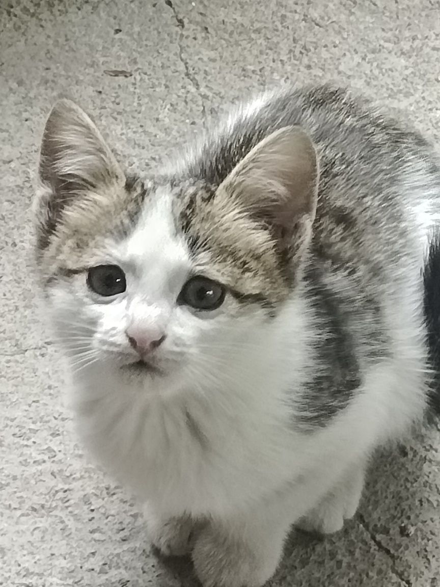 Котят отдам даром