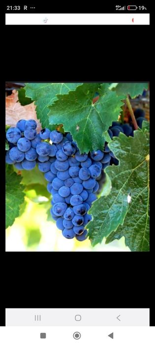 Struguri de vin cu transport gratuit