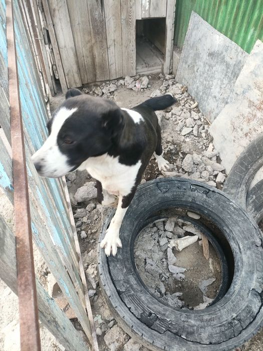 Азиат старажевой