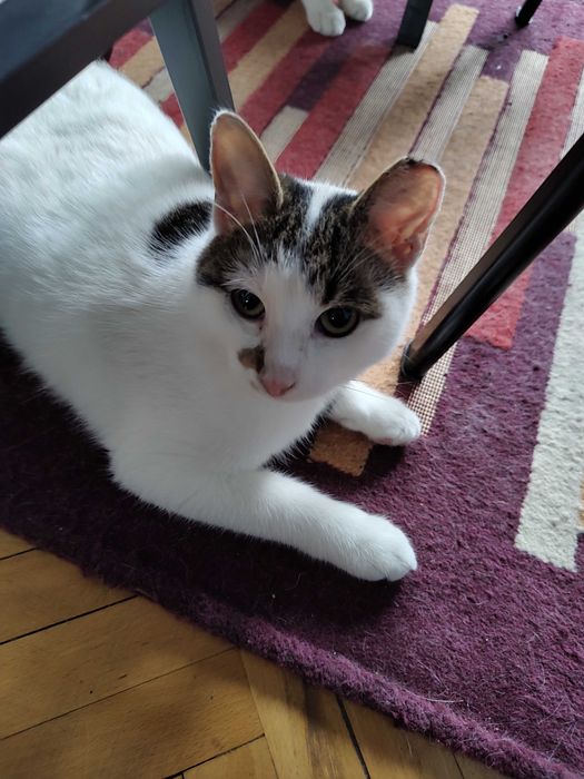 Micul Blond cauta companion de joaca