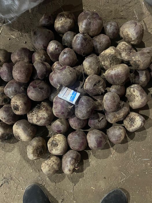 Свекла крупная в большом объеме в мешках