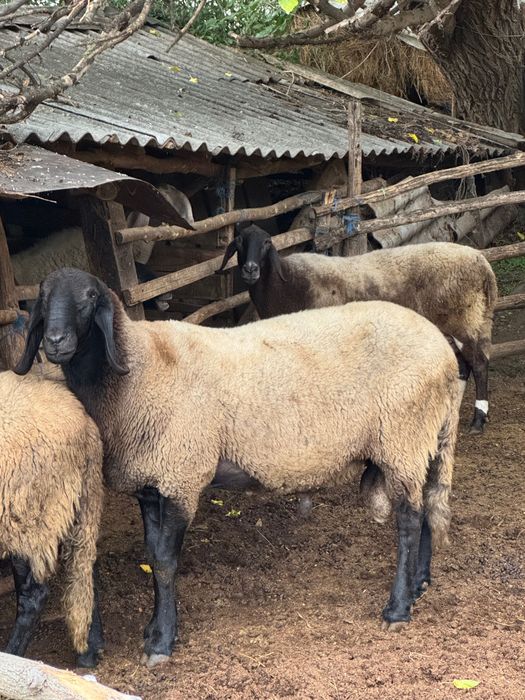 Овен плевенски черноглав