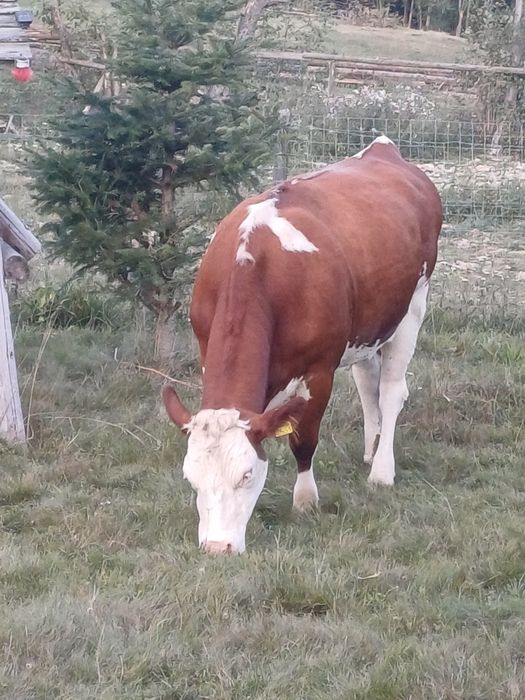 Vind 5 juninci baltate sunt gestant 4 din ele. se vind toate la pachet