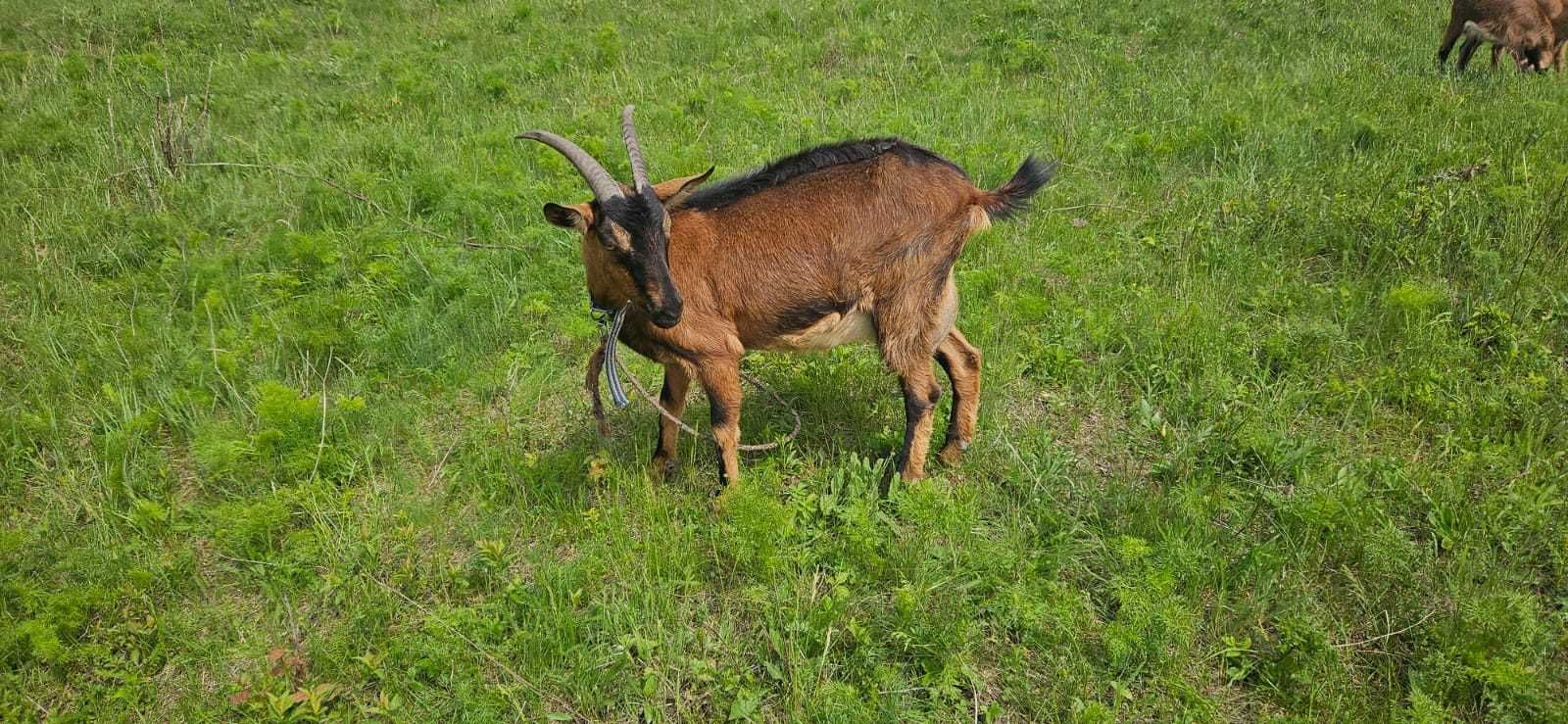 Vand capra alpina la prima fătare