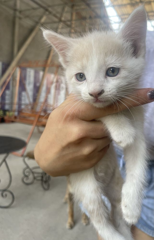 Продаются котята