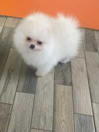 Pomeranian mini fetita!!