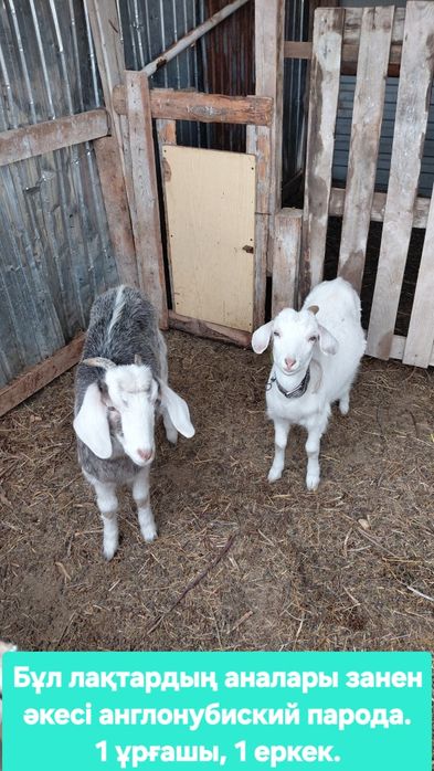 Сүтті ешкілер сатылады.