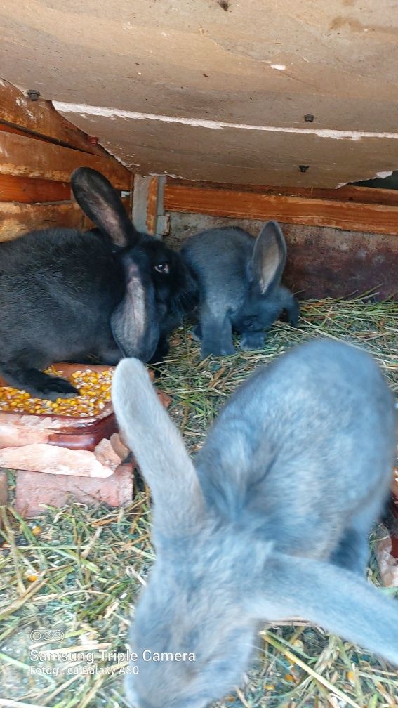 Vând iepurași de 4 luni