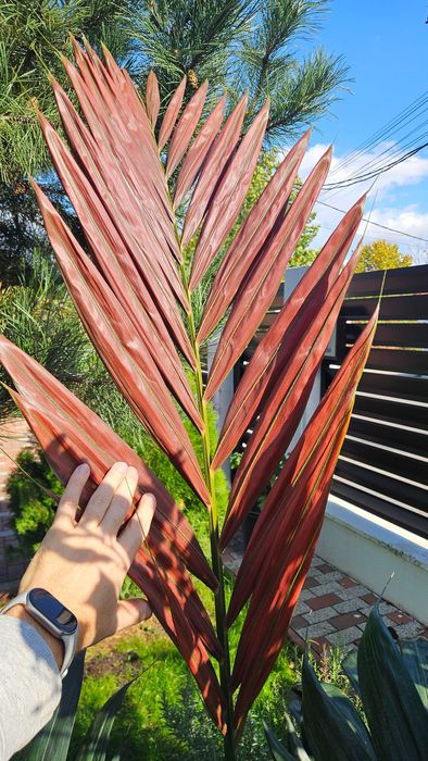 Palmier rar cu frunze rosii Chambeyronia Macrocarpa