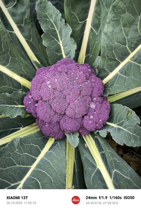 Vând conopida roșie, varza roșie , varza victoria și conopida alba