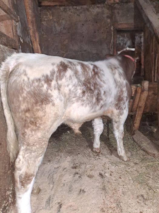 Tăuraș belgian de 4 luni .