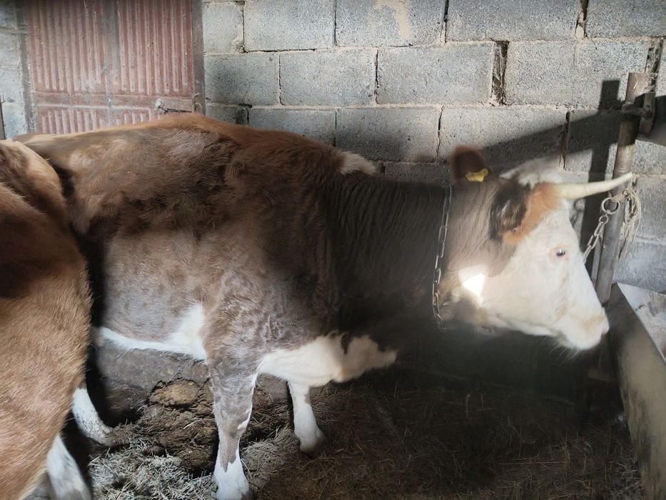 Продам или обменяю на быка