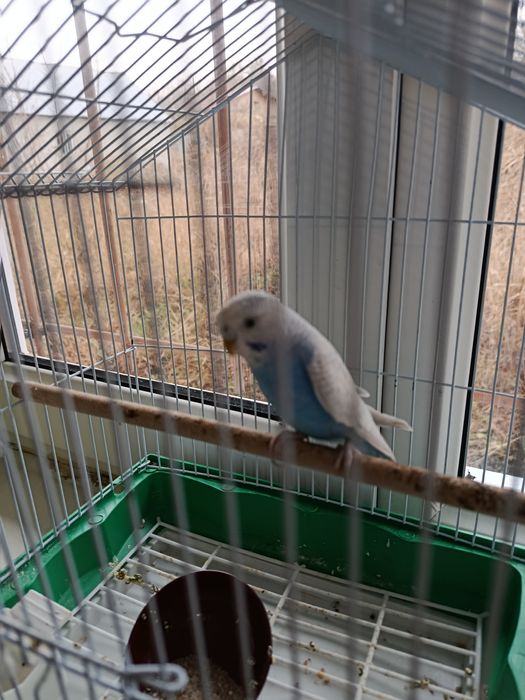Попугай отдам не дорого цена окончательная можете не спрашивать