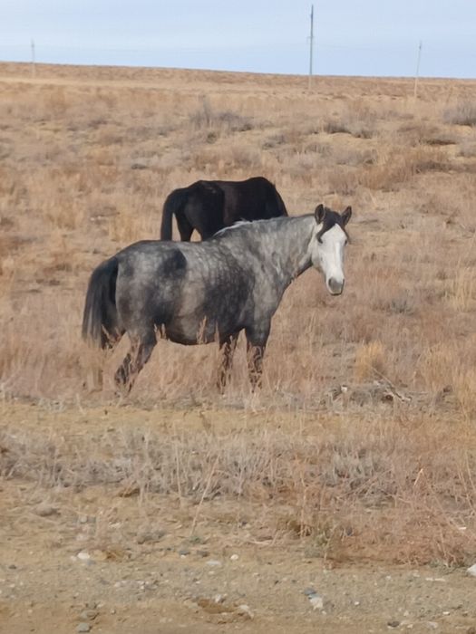 Ту биелер сатылады