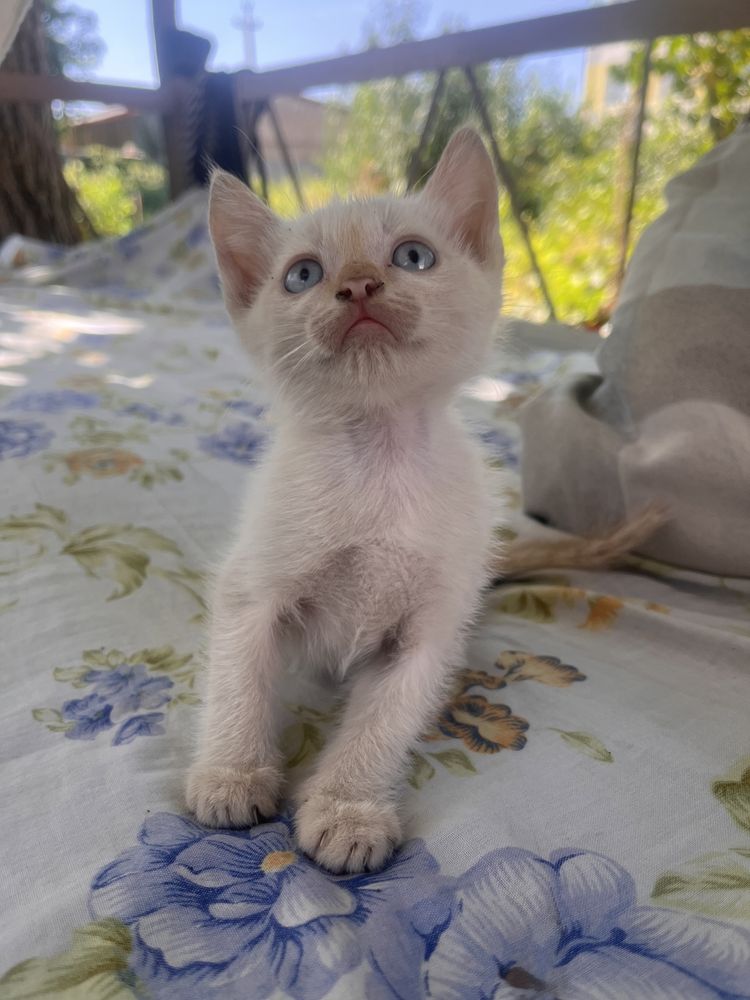 Отдам котенка в хорошие руки