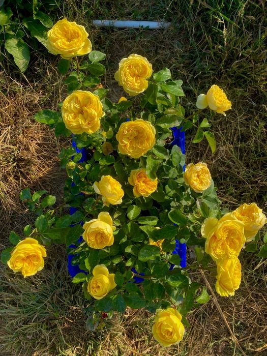 Атиргул кочатлари