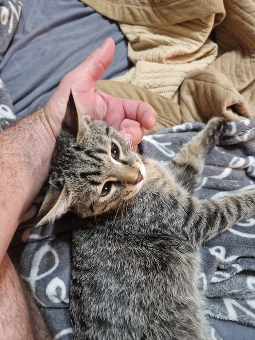 Котенок мальчик домашний