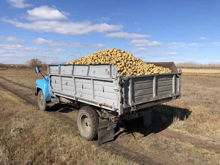 Продается Крестьянское хозяйство (выращивание картофеля)