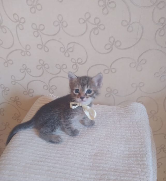 Отдам котят девочки