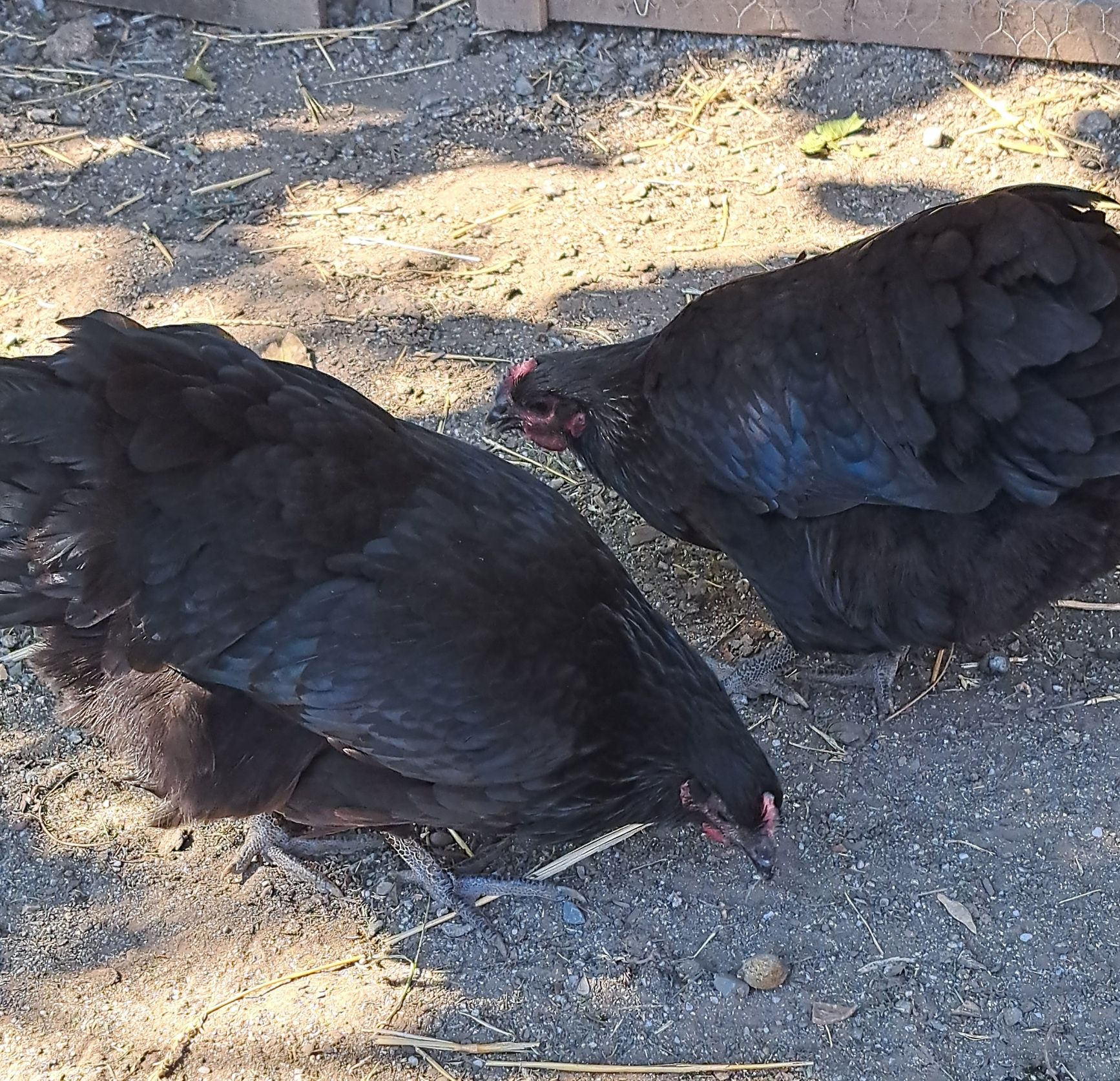 Vând pui Australorp