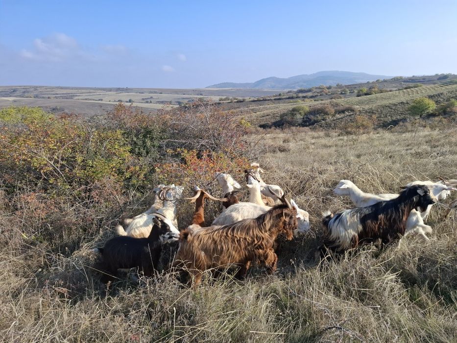 Ярета за клане и дамазлък