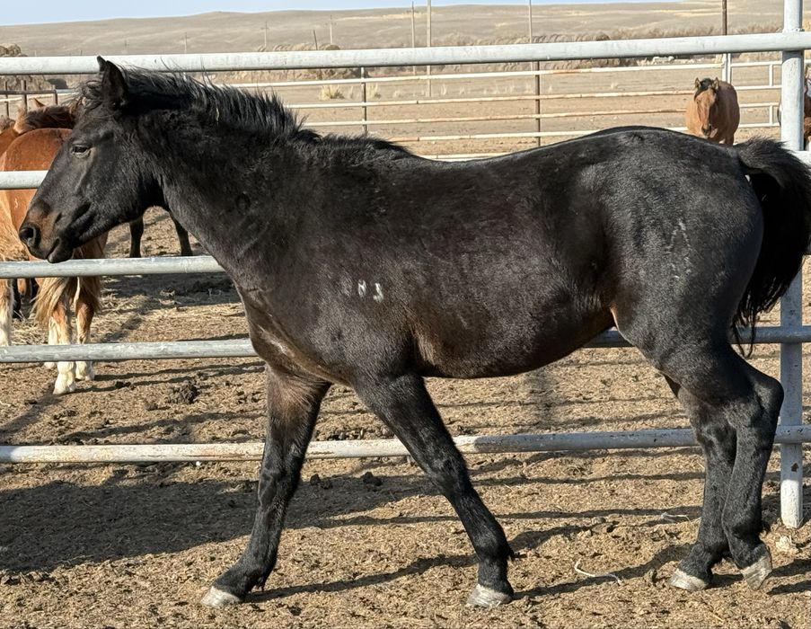 Айғыр айгир жеребец