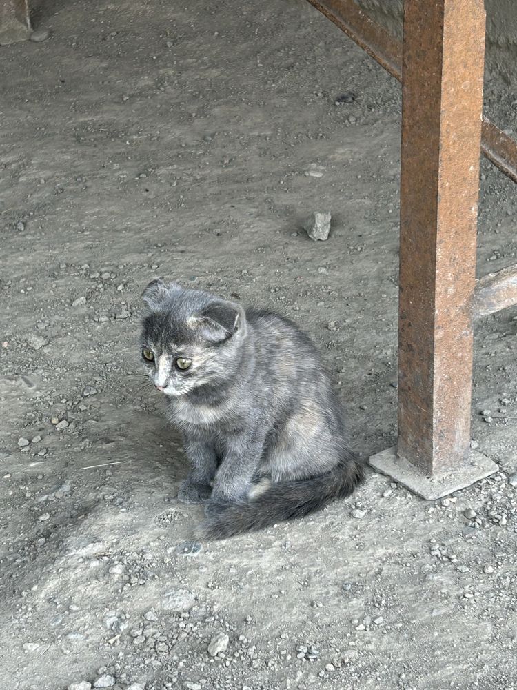 Котятя 2 мальчика и 1 девочка.