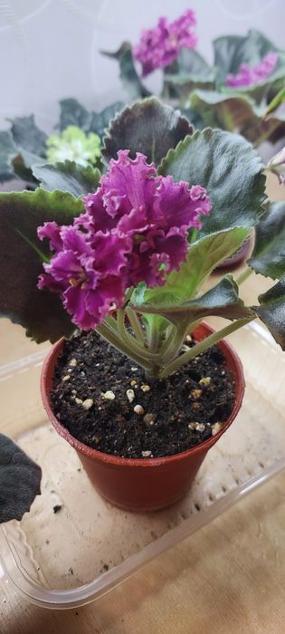 Продаю фиалки.Домашние.