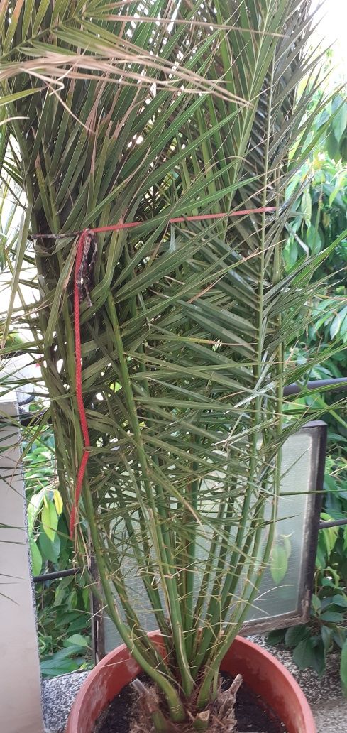 Финикова палма –устойчива на студ