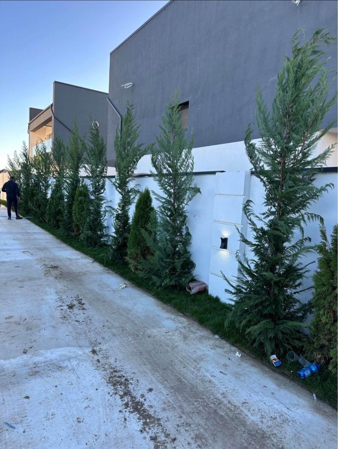 Leylandii 2m - 4m gard viu, plante ornamentale și gazon rulou sport