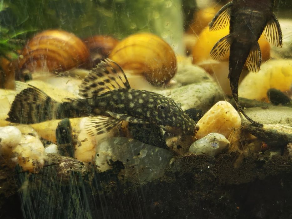 Аквариумные рыбы, сомы, сомики, улитки - Анцитрусы,  Ампулярия