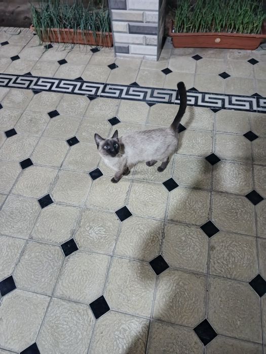 Uy mushugi -Judda ham aqilli