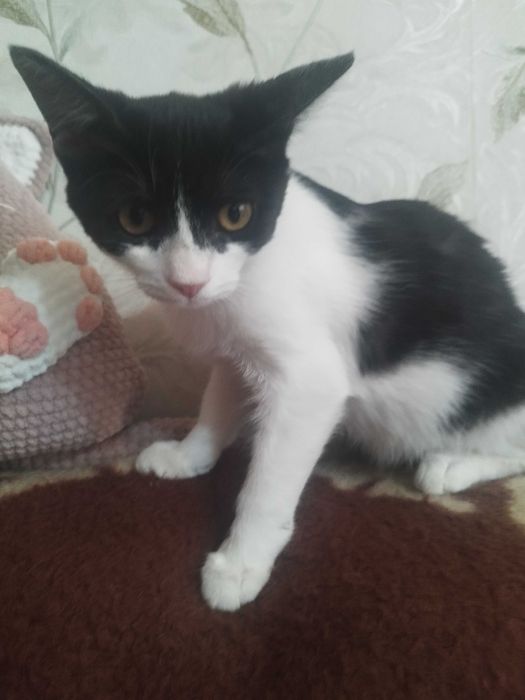 Отдам котенка в хорошие руки. Кошка, девочка
