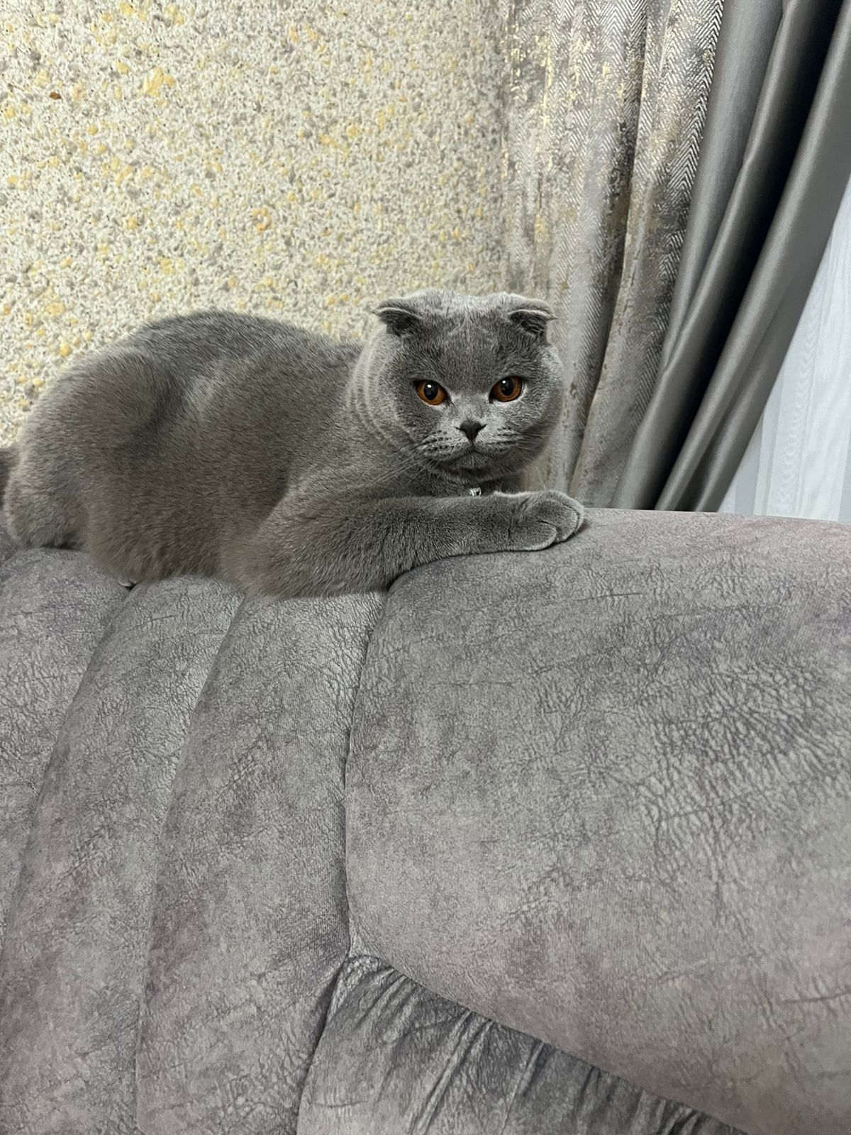 Чистокровный британский вислоухий кот
