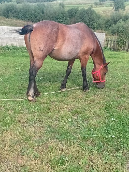 Vand iapă de opt ani mai multe detali la telefon