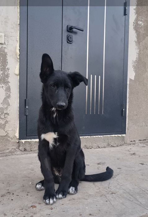 Блэк ищет дом. Доставлю!