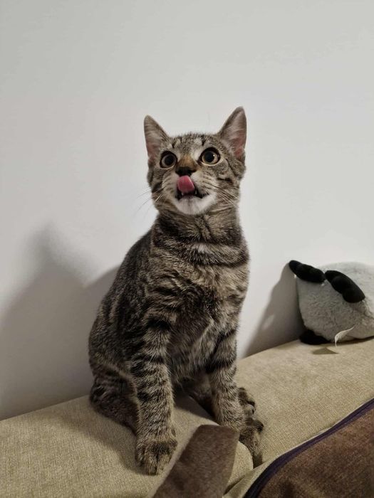 Ofer spre adoptie motan